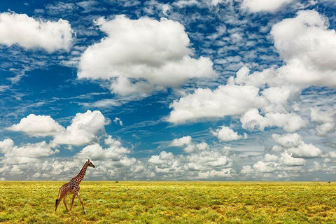 Masai Giraffe on open plains of Serengeti National Park-Tanzania-Africa-Giraffa White Modern Wood Framed Art Print with Double Matting by Jones, Adam