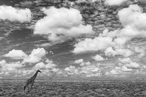 Masai Giraffe on open plains of Serengeti National Park-Tanzania-Africa-Giraffa White Modern Wood Framed Art Print with Double Matting by Jones, Adam