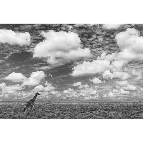 Masai Giraffe on open plains of Serengeti National Park-Tanzania-Africa-Giraffa Black Modern Wood Framed Art Print by Jones, Adam