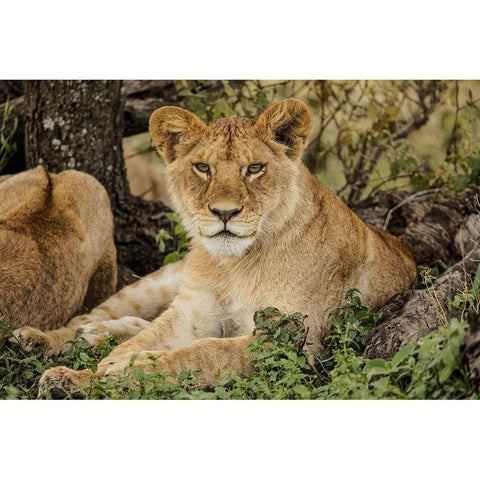 Sub adult lion resting in shade of tree with rest of the pride-Serengeti National Park-Tanzania Black Modern Wood Framed Art Print by Jones, Adam