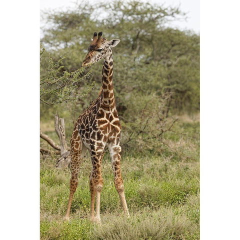 Masai Giraffe browsing on acacia trees-Serengeti National Park-Tanzania-Africa-Giraffa Black Modern Wood Framed Art Print by Jones, Adam