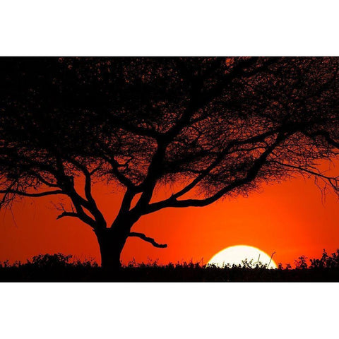 Tree silhouetted at sunset on the vast plains of Serengeti National Park-Tanzania-Africa Black Modern Wood Framed Art Print by Jones, Adam