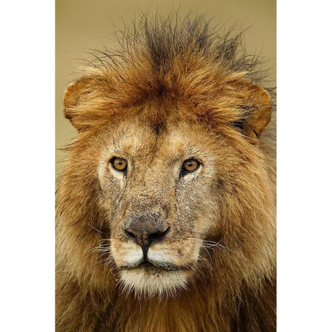 Adult black maned Lion-Panthera leo-Serengeti National Park-Tanzania-Africa Gold Ornate Wood Framed Art Print with Double Matting by Jones, Adam