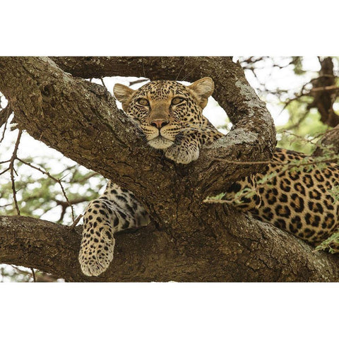 African leopard in tree-Panthera pardus pardus-Serengeti National Park-Tanzania-Africa White Modern Wood Framed Art Print by Jones, Adam