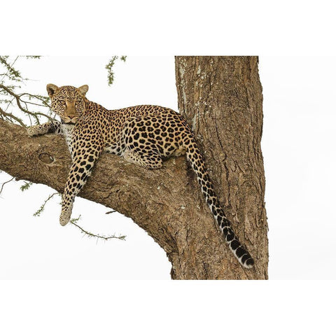 African leopard in tree-Panthera pardus pardus-Serengeti National Park-Tanzania-Africa Black Modern Wood Framed Art Print by Jones, Adam