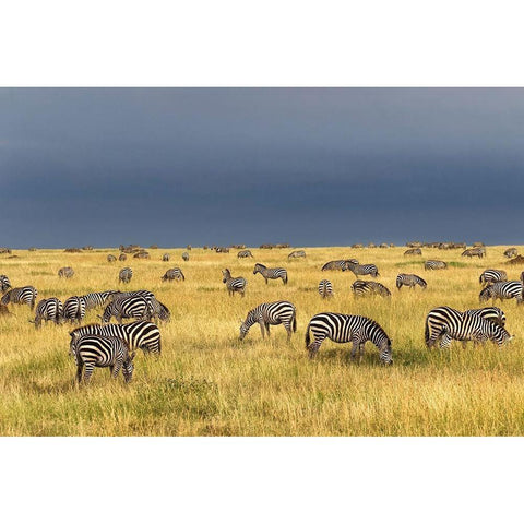 Burchells Zebra-Equus burchellii-Serengeti National Park-Tanzania-Africa Gold Ornate Wood Framed Art Print with Double Matting by Jones, Adam