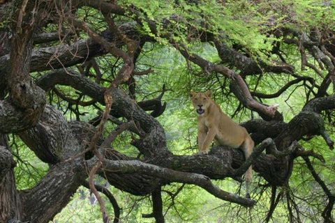 Tanzania African lioness rests on tree branch White Modern Wood Framed Art Print with Double Matting by Morris, Arthur