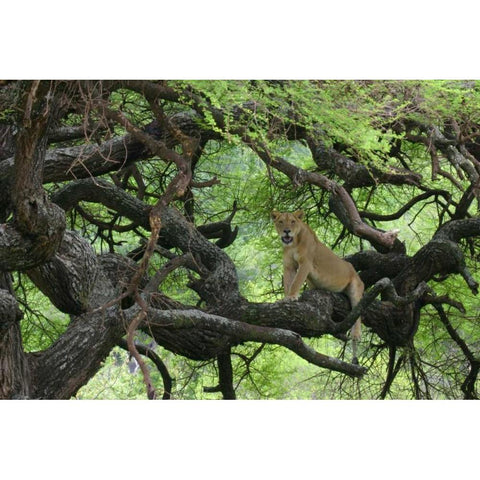 Tanzania African lioness rests on tree branch Black Modern Wood Framed Art Print with Double Matting by Morris, Arthur