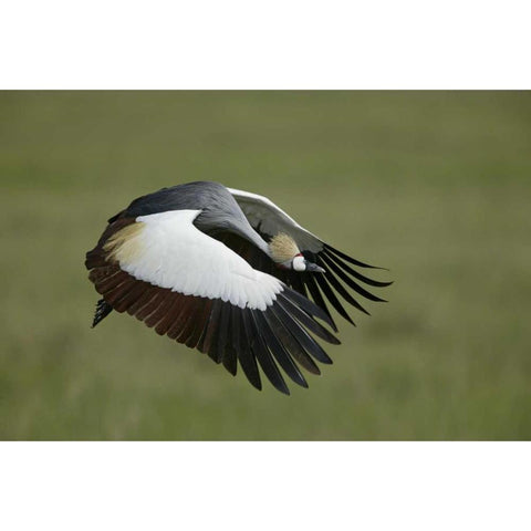 Tanzania Flying grey-crowned crane Black Modern Wood Framed Art Print by Morris, Arthur