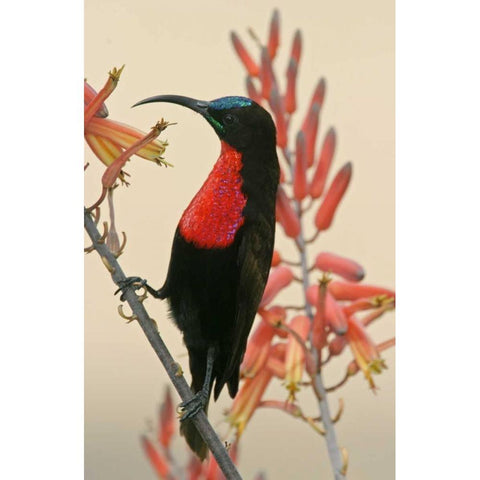 Tanzania, Ndutu Scarlet-breasted sunbird on limb White Modern Wood Framed Art Print by Morris, Arthur