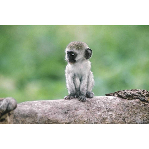 Tanzania, Ngorogoro Crater Vervet monkey baby White Modern Wood Framed Art Print by Welling, Dave