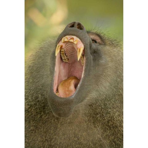 Tanzania, Lake Manyara Olive baboon yawning Black Modern Wood Framed Art Print with Double Matting by Morris, Arthur