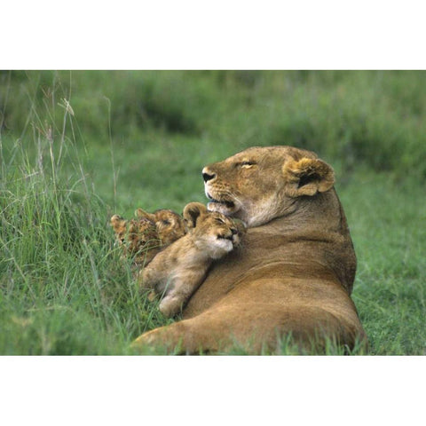Tanzania, Ngorongoro Crater African lion and cub White Modern Wood Framed Art Print by Welling, Dave