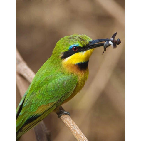 Tanzania, Lake Manyara NP Bee-eater on a branch Black Modern Wood Framed Art Print by Kirkland, Dennis