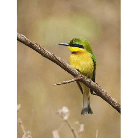 Tanzania, Lake Manyara NP Bee-eater on a branch Black Modern Wood Framed Art Print by Kirkland, Dennis