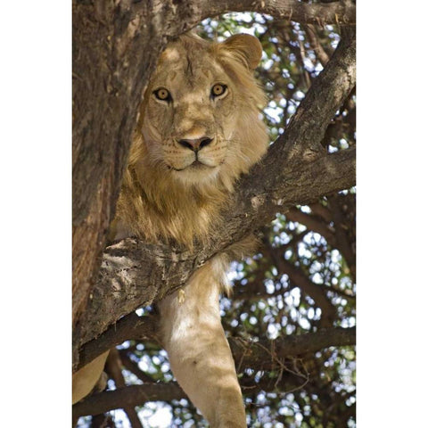 Tanzania, Lake Manyara NP Lion in a tree Gold Ornate Wood Framed Art Print with Double Matting by Kirkland, Dennis