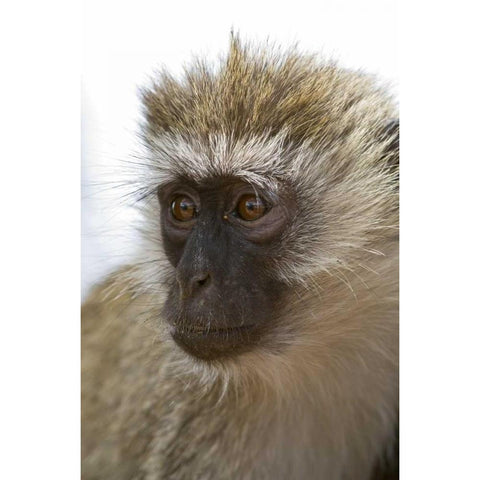 Tanzania, Lake Manyara NP Vervet monkey Black Modern Wood Framed Art Print by Kirkland, Dennis