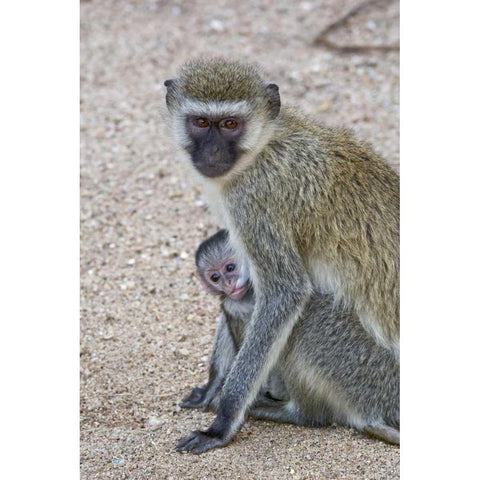 Tanzania, Lake Manyara Vervet monkey with baby Black Modern Wood Framed Art Print by Kirkland, Dennis