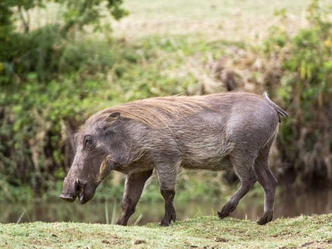 Tanzania, Lake Manyara NP Warthog walking White Modern Wood Framed Art Print with Double Matting by Kirkland, Dennis