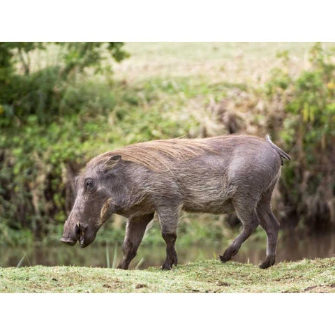 Tanzania, Lake Manyara NP Warthog walking Black Modern Wood Framed Art Print by Kirkland, Dennis