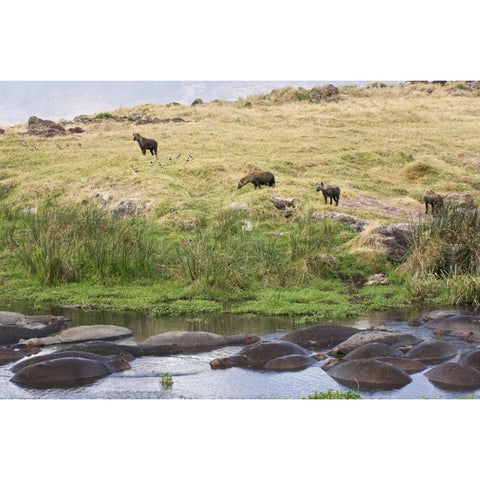 Tanzania, Ngorongoro Hippos in pool with hyenas White Modern Wood Framed Art Print by Kirkland, Dennis