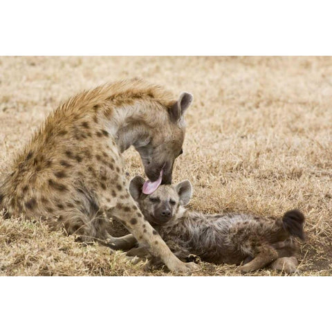 Tanzania, Ngorongoro Spotted hyena licking baby Black Modern Wood Framed Art Print by Kirkland, Dennis