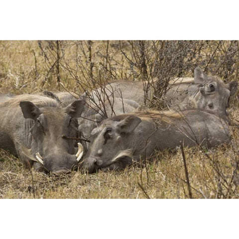 Tanzania, Ngorongoro Warthog family sleeping Black Modern Wood Framed Art Print by Kirkland, Dennis