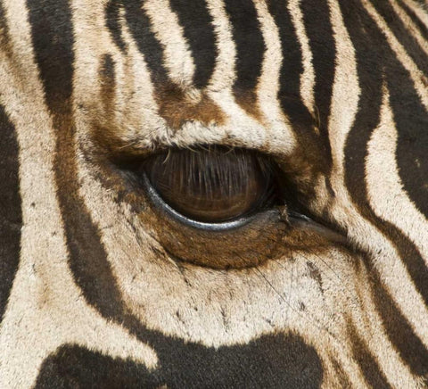 Tanzania, Tarangire NP Eye of a common zebra Black Ornate Wood Framed Art Print with Double Matting by Kirkland, Dennis