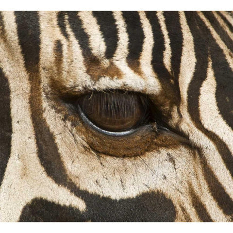 Tanzania, Tarangire NP Eye of a common zebra Black Modern Wood Framed Art Print by Kirkland, Dennis
