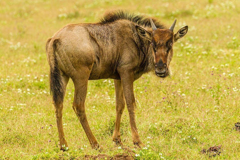 Africa-Tanzania-Ngorongoro Crater Young white-bearded wildebeest close-up  Black Ornate Wood Framed Art Print with Double Matting by Jaynes Gallery
