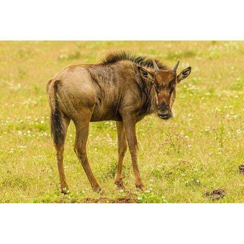 Africa-Tanzania-Ngorongoro Crater Young white-bearded wildebeest close-up  Black Modern Wood Framed Art Print by Jaynes Gallery