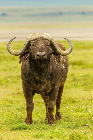 Africa-Tanzania-Ngorongoro Crater Cape buffalo close-up  Black Ornate Wood Framed Art Print with Double Matting by Jaynes Gallery