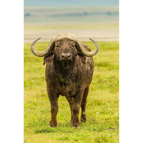 Africa-Tanzania-Ngorongoro Crater Cape buffalo close-up  Black Modern Wood Framed Art Print by Jaynes Gallery