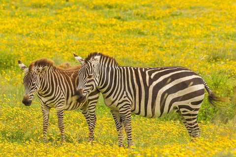 Africa-Tanzania-Ngorongoro Crater Plains zebra adult and young in flower field  White Modern Wood Framed Art Print with Double Matting by Jaynes Gallery