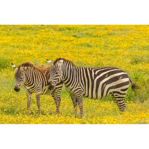 Africa-Tanzania-Ngorongoro Crater Plains zebra adult and young in flower field  Black Modern Wood Framed Art Print by Jaynes Gallery