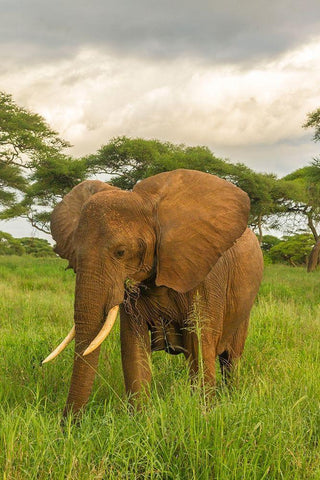 Africa-Tanzania-Tarangire National Park African elephant close-up  White Modern Wood Framed Art Print with Double Matting by Jaynes Gallery