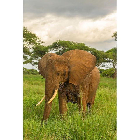 Africa-Tanzania-Tarangire National Park African elephant close-up  Black Modern Wood Framed Art Print by Jaynes Gallery