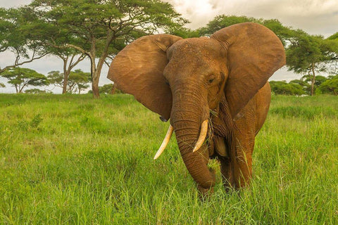 Africa-Tanzania-Tarangire National Park African elephant close-up  White Modern Wood Framed Art Print with Double Matting by Jaynes Gallery