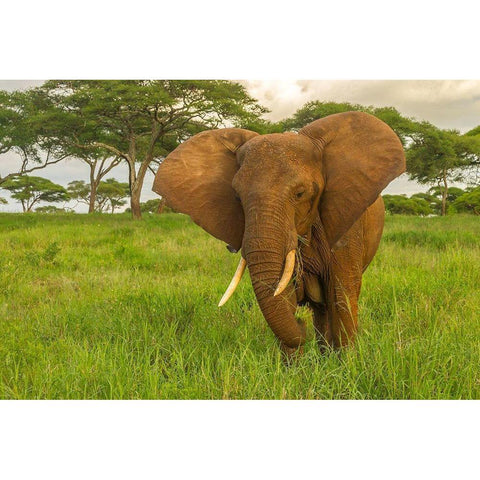 Africa-Tanzania-Tarangire National Park African elephant close-up  White Modern Wood Framed Art Print by Jaynes Gallery