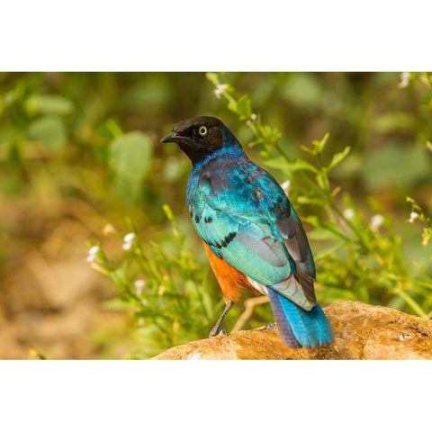 Africa-Tanzania-Serengeti National Park Superb starling close-up  Black Modern Wood Framed Art Print with Double Matting by Jaynes Gallery
