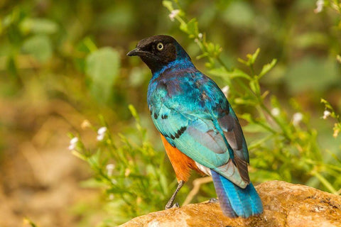 Africa-Tanzania-Serengeti National Park Superb starling close-up  White Modern Wood Framed Art Print with Double Matting by Jaynes Gallery