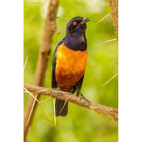 Africa-Tanzania-Serengeti National Park Hildebrandts starling on thorny tree  Black Modern Wood Framed Art Print by Jaynes Gallery