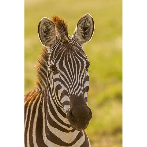 Africa-Tanzania-Serengeti National Park Close-up of young plains zebra  Black Modern Wood Framed Art Print by Jaynes Gallery