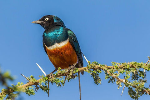 Africa-Tanzania-Serengeti National Park Superb starling close-up  White Modern Wood Framed Art Print with Double Matting by Jaynes Gallery