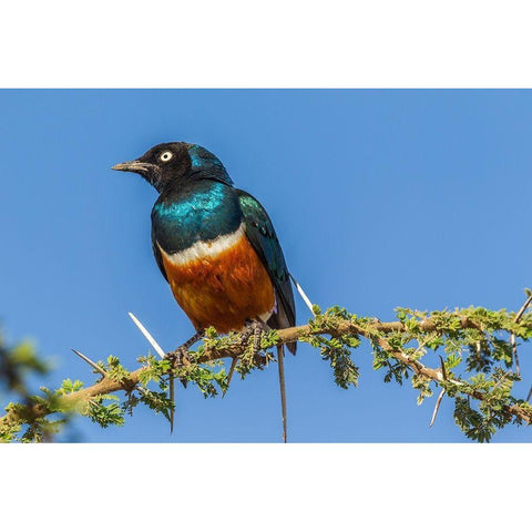 Africa-Tanzania-Serengeti National Park Superb starling close-up  Black Modern Wood Framed Art Print by Jaynes Gallery