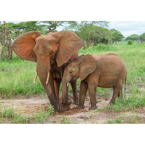 Africa-Tanzania-Tarangire National Park African elephant adult and baby  White Modern Wood Framed Art Print by Jaynes Gallery