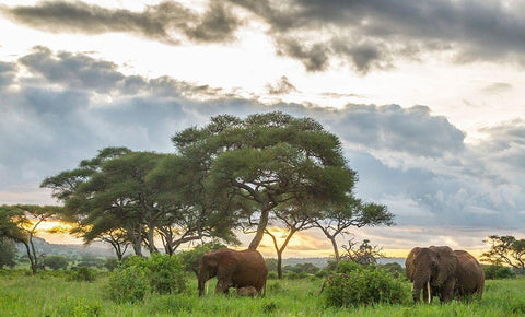 Africa-Tanzania-Tarangire National Park African elephants at sunset  White Modern Wood Framed Art Print with Double Matting by Jaynes Gallery