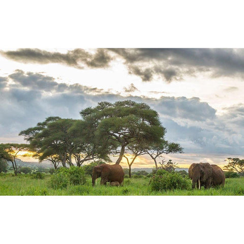 Africa-Tanzania-Tarangire National Park African elephants at sunset  White Modern Wood Framed Art Print by Jaynes Gallery