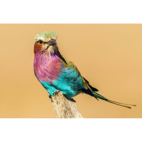 Africa-Tanzania-Serengeti National Park Lilac-breasted roller bird close-up  Black Modern Wood Framed Art Print with Double Matting by Jaynes Gallery