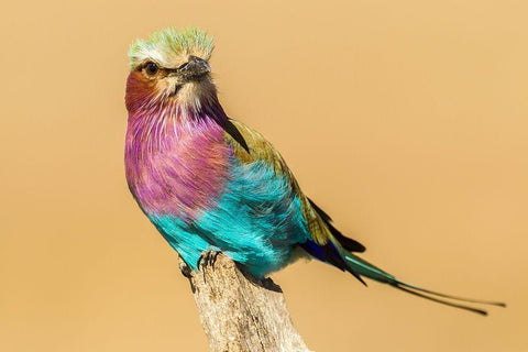 Africa-Tanzania-Serengeti National Park Lilac-breasted roller bird close-up  Black Ornate Wood Framed Art Print with Double Matting by Jaynes Gallery
